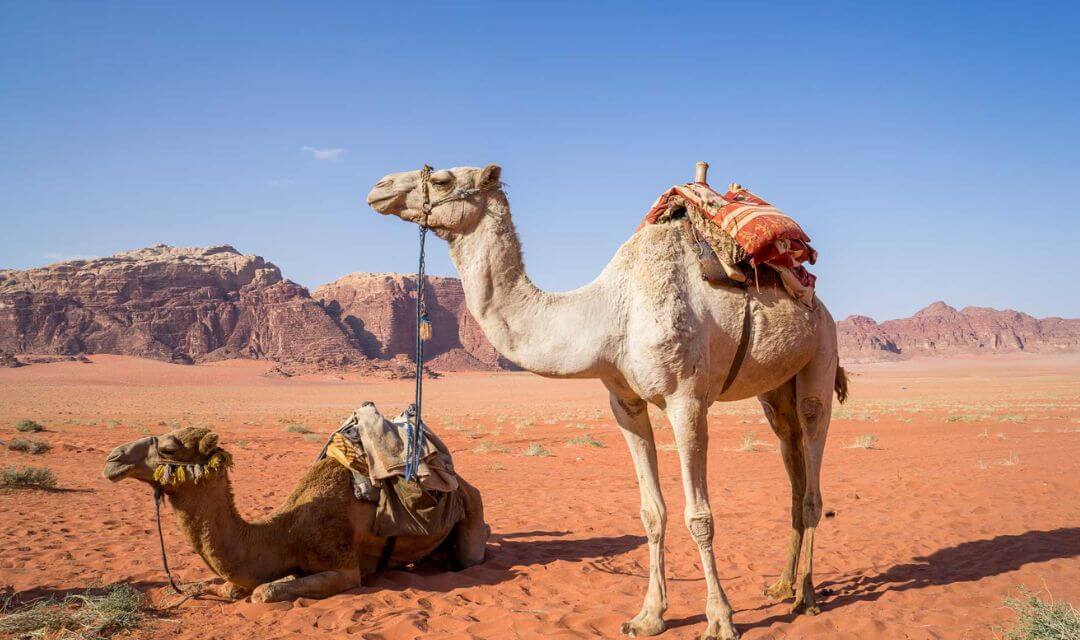 Camel As Halal Pet In Islam