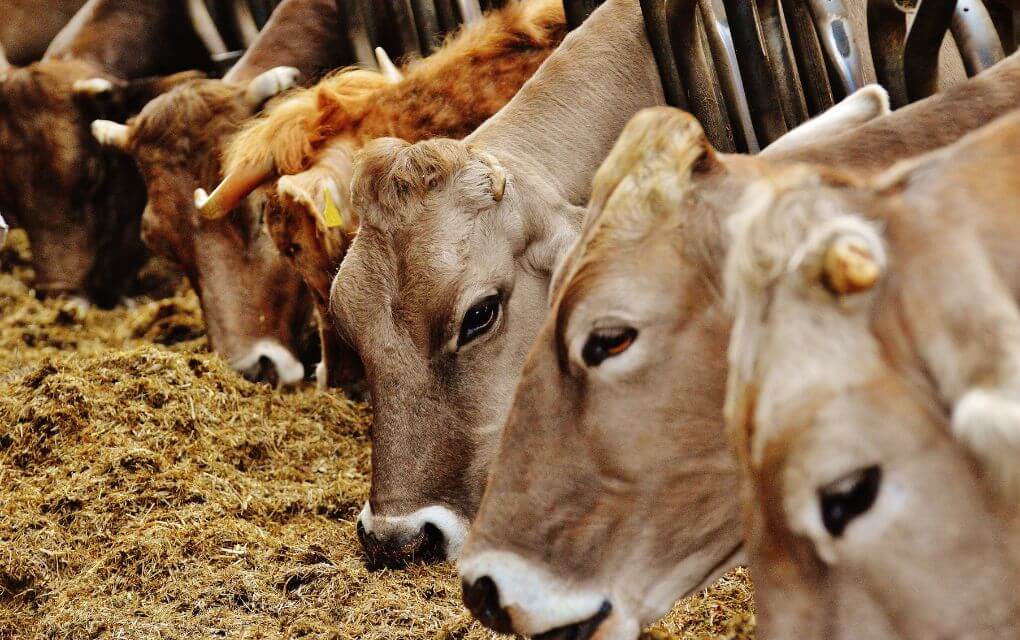 Cow Is In The Halal Pet In Islam