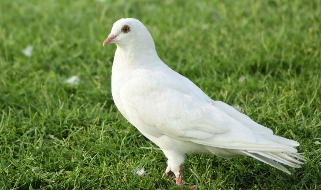 Dove List Of Halal Pet In Islam