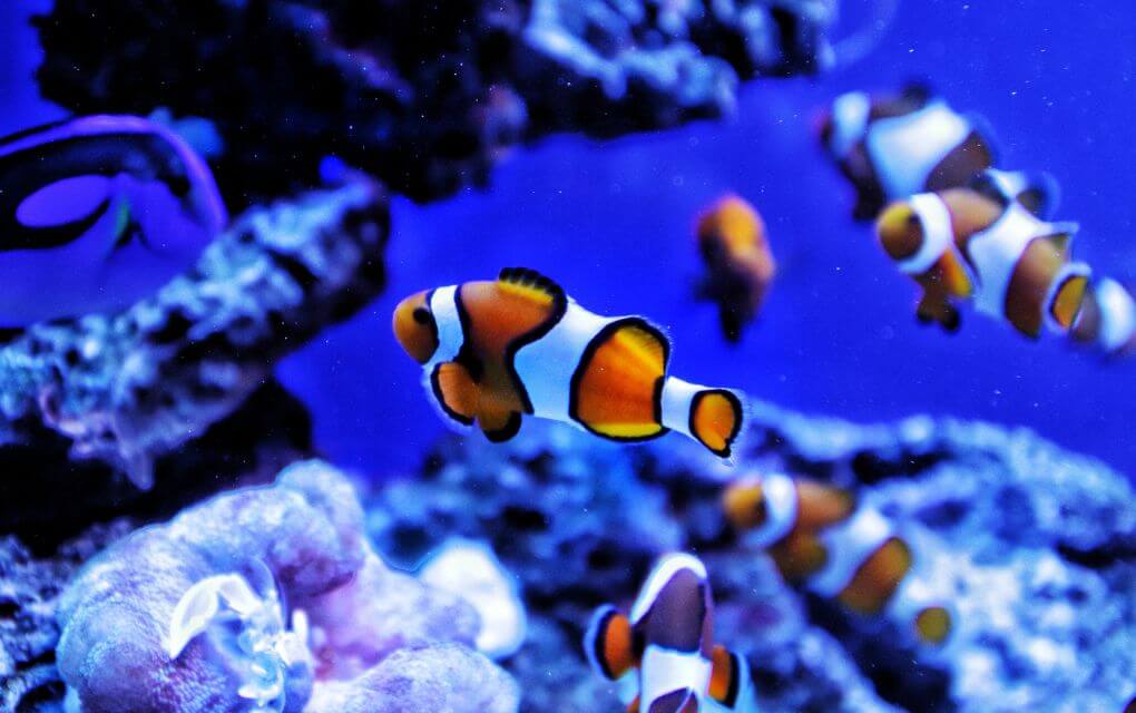 Fish Is In The List Of Halal Pet In Islam