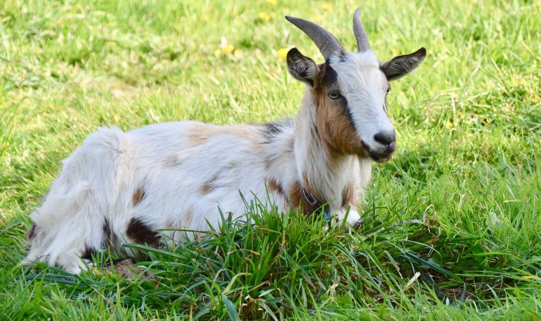 Goat As Halal Pet List In Islam