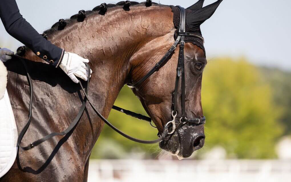 Horse Is In The List Of Halal Pet In Islam