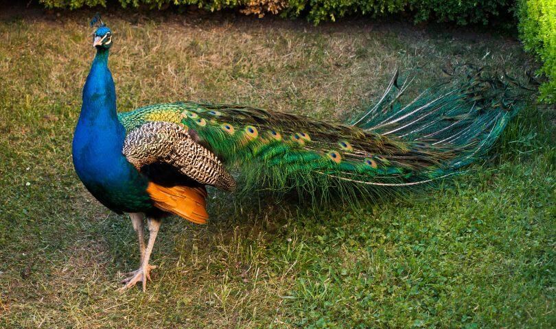 Peacock Halal Pet In Islam