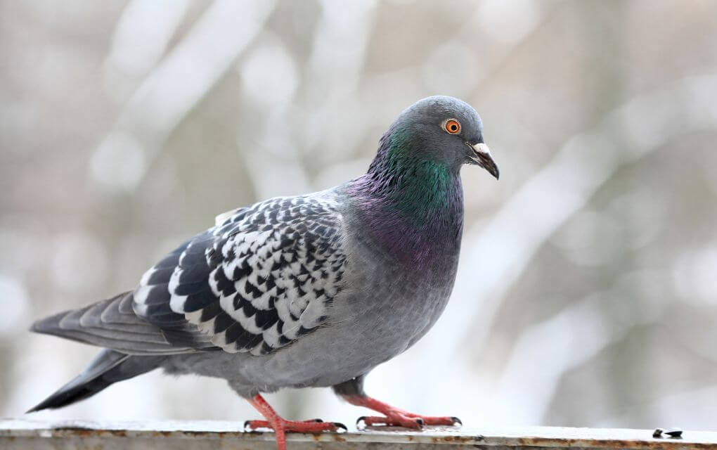 Pigeons Halal Pet In Islam