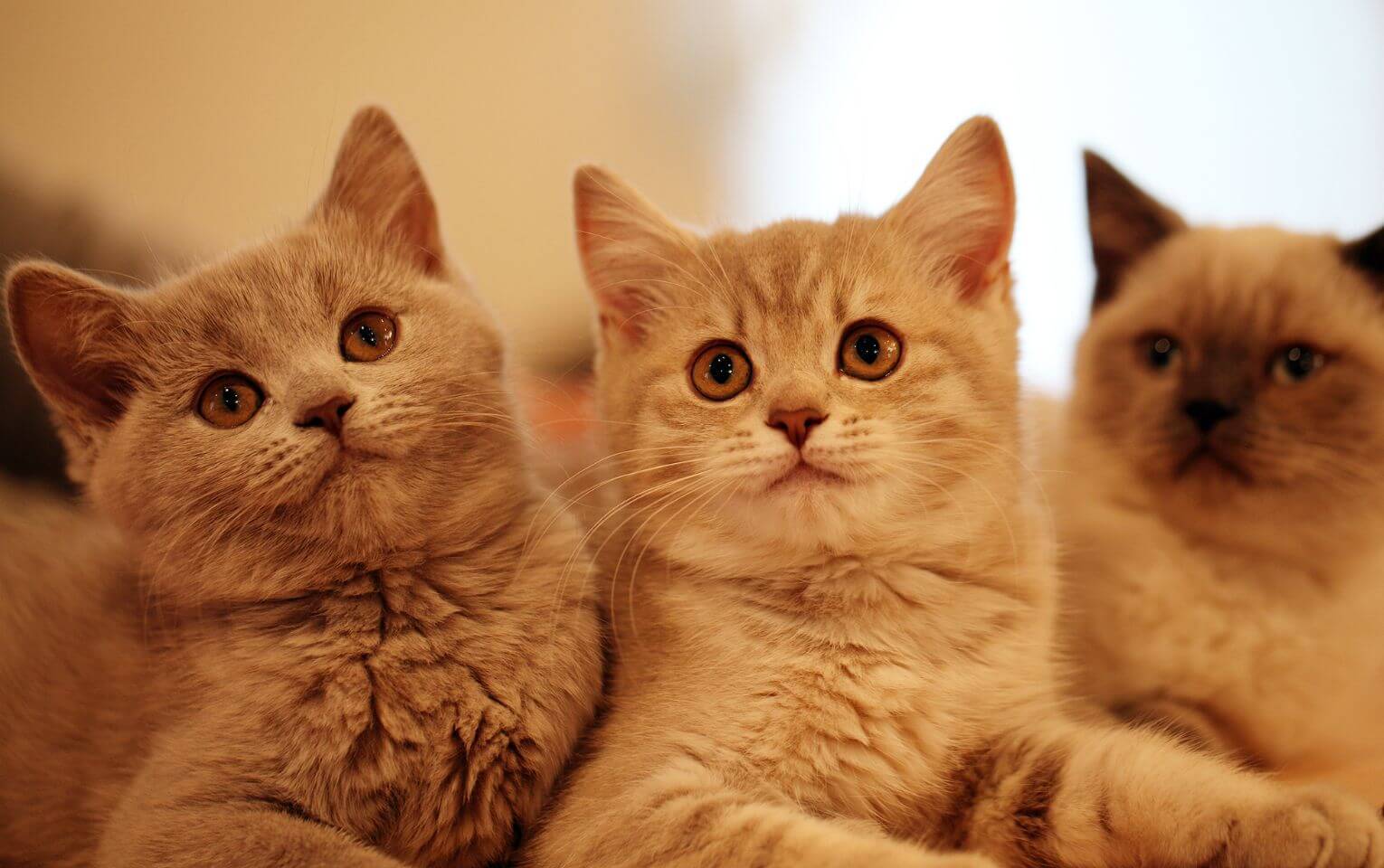 Prophet Muhammad (S.A.W) And His Love For Cats