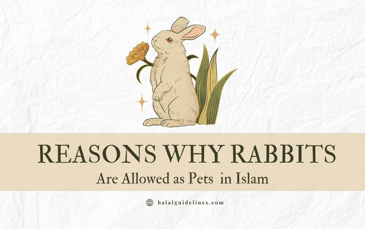 Reasons Why Rabbit Is Allow As Pet In Islam
