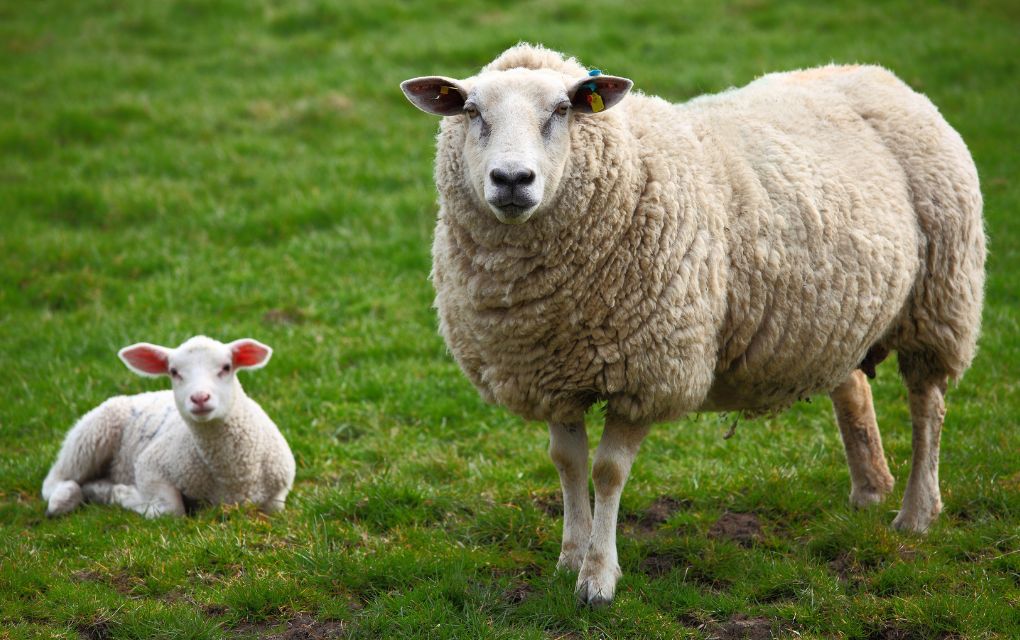 Sheep Is In The List Of Halal Pet In Islam