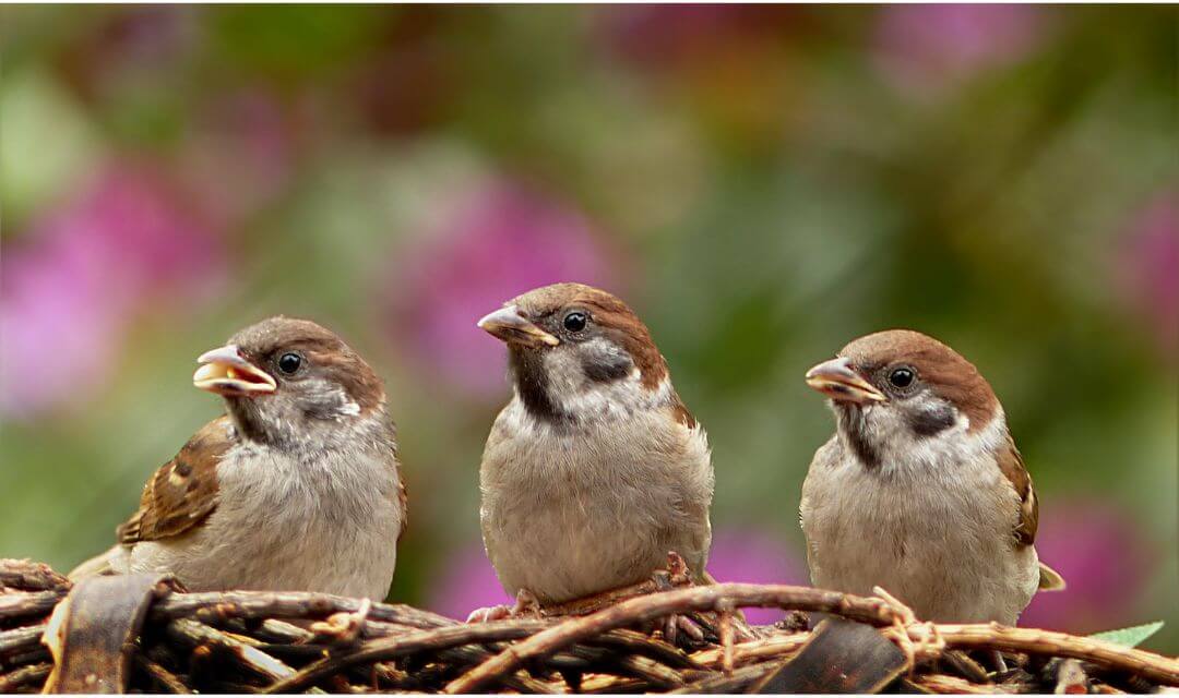 Sparrow Is In The List Of Halal Pet In Islam