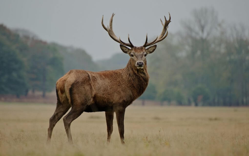 Stag Halal Pet In Islam