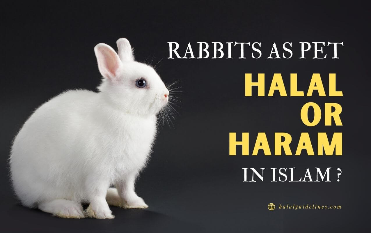 Are Rabbits Halal Or Haram As Pet in Islam? (Clear Answer 2024) Halal