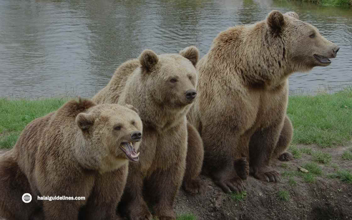 Bears Are Haram And Dangerous Animals As Pet