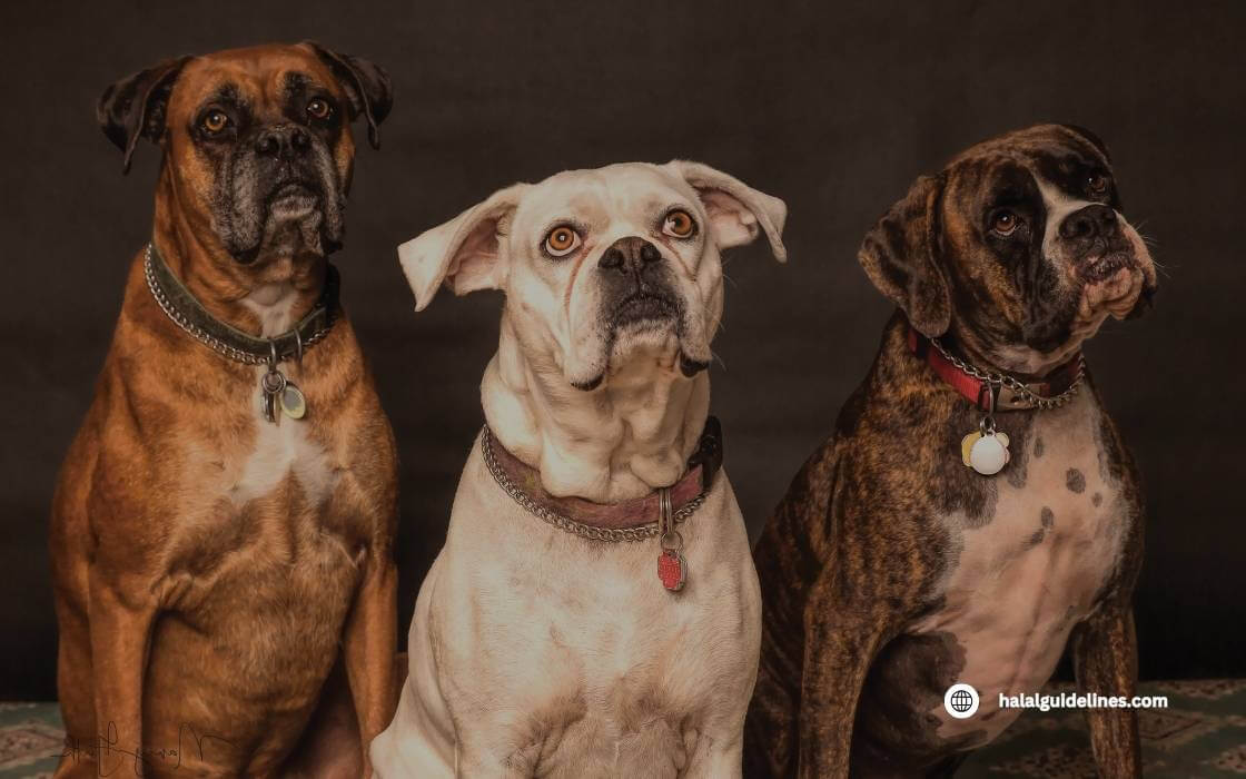 Dogs are considered in haram Pet list