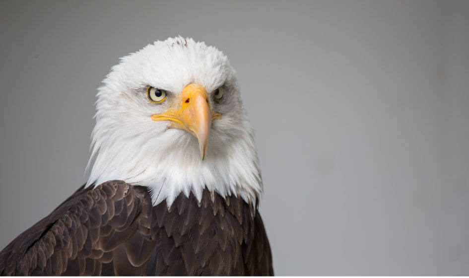 Eagle Is Haram Pet In Islam
