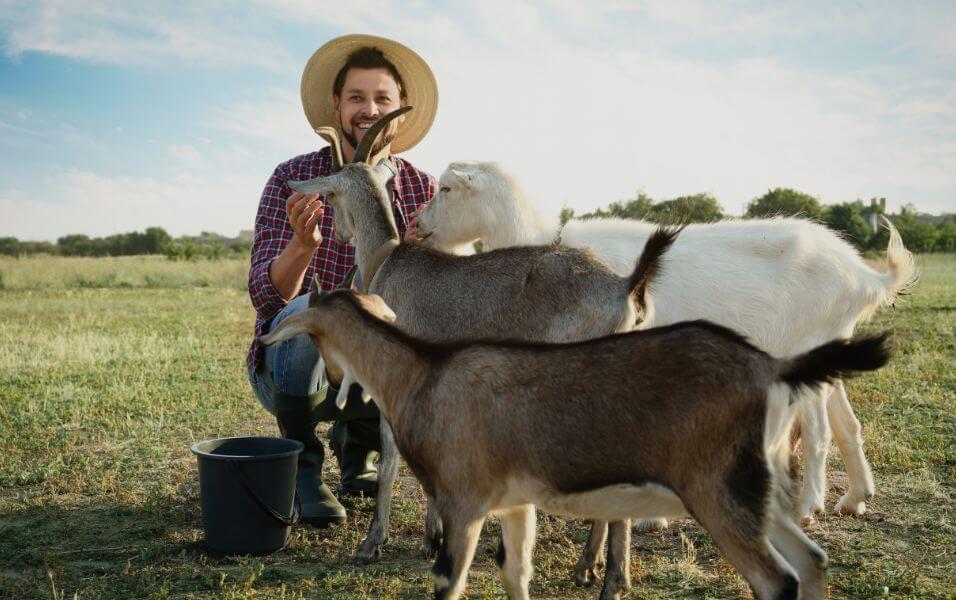 Farmer's Markets & Halal Farms To Find Halal Meat Source In USA