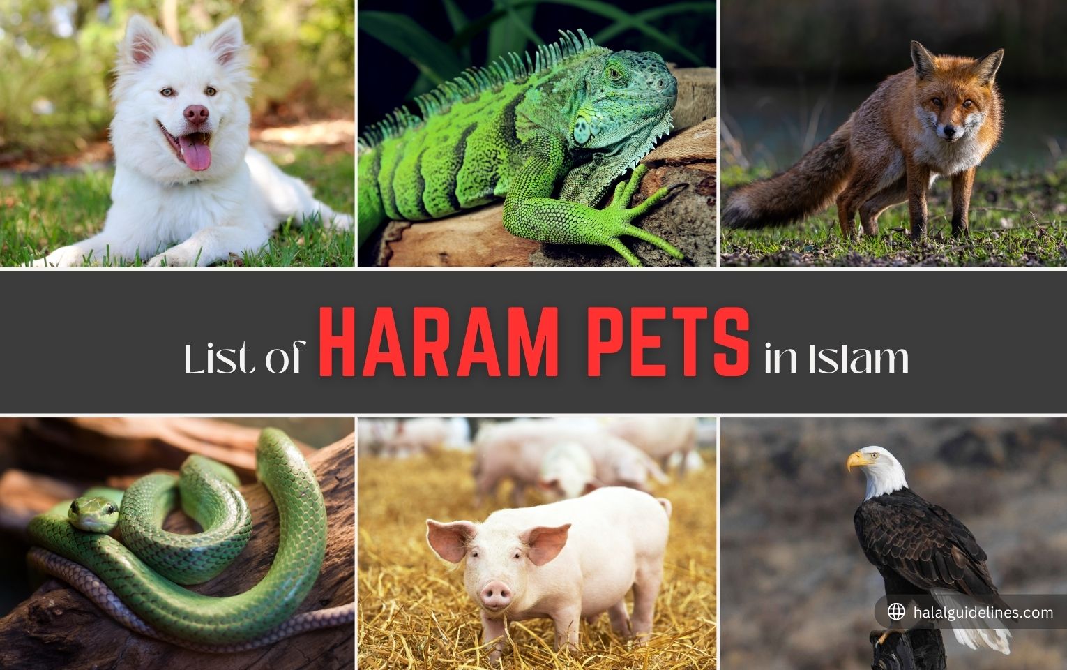 Haram Pets List In Islam
