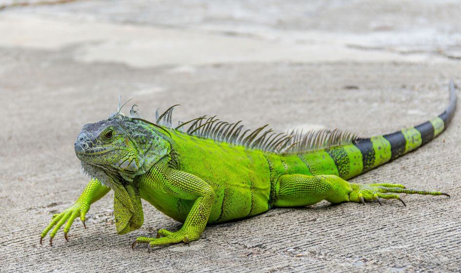 Iguana Is Haram Pet In Islam