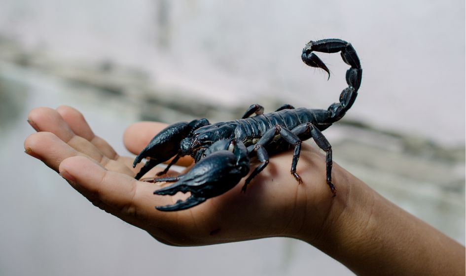 Scorpion As Halal List Pet In Islam