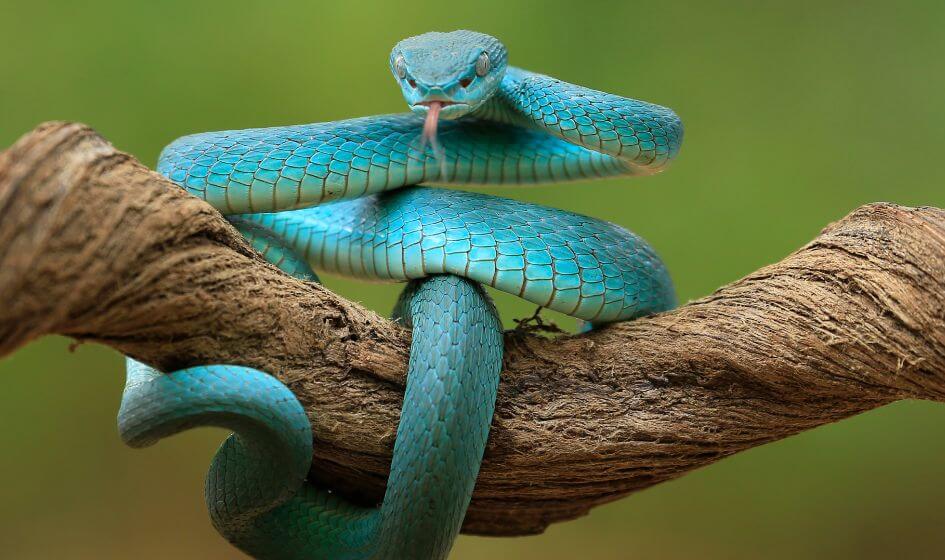 Snake List of haram Pets in islam