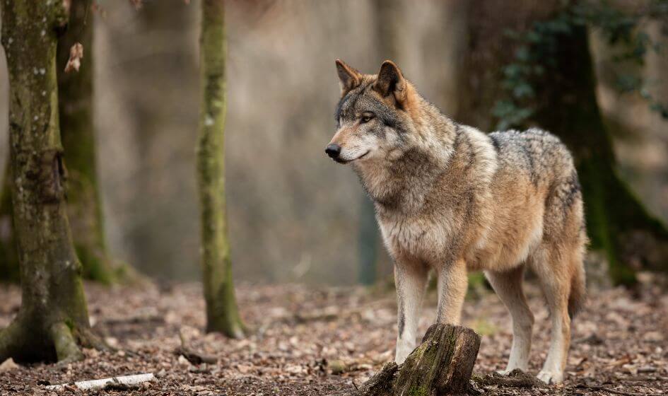 Wolf is in the List of haram Pets