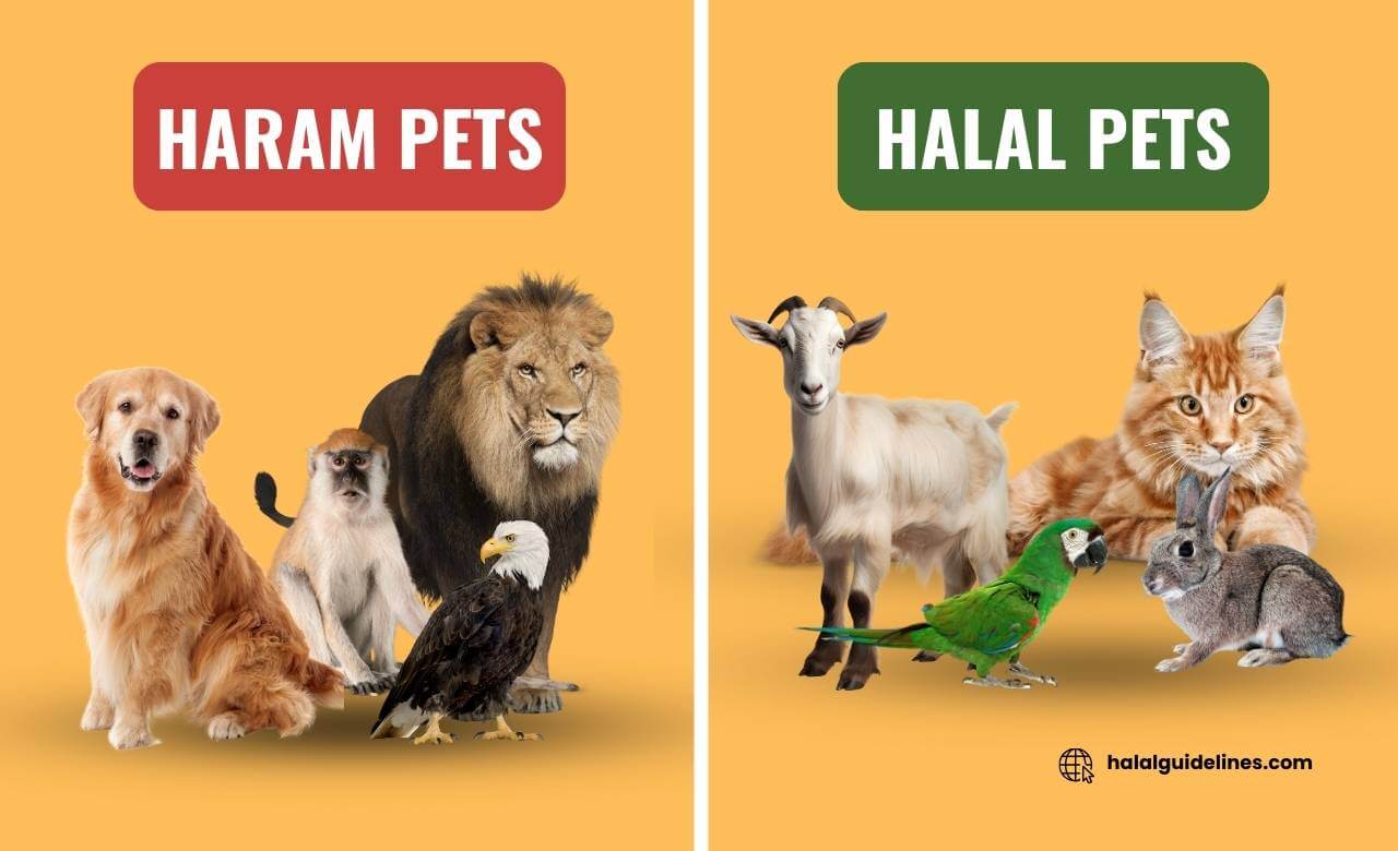 Animals That Are Halal or Haram to Sell or Buy as Pets