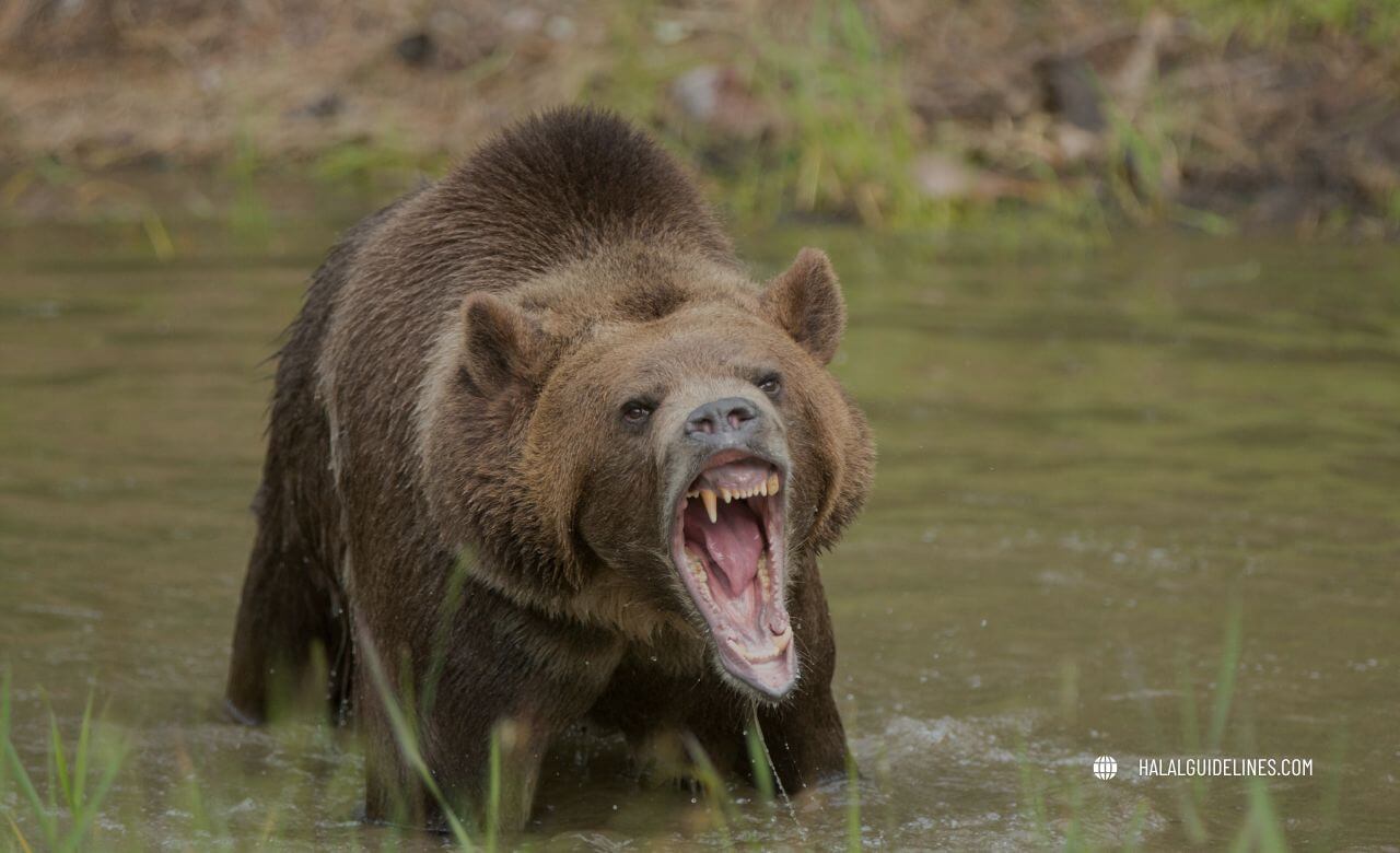 Fanged Predator Rule that why bear is haram