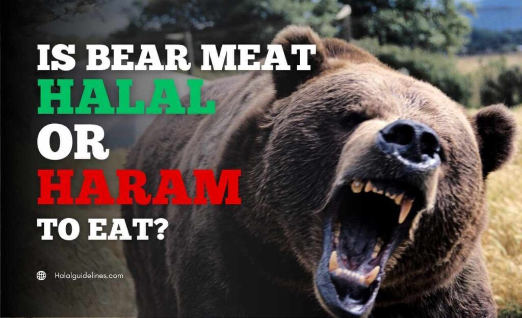 Is Eating Bear Meat Halal Or Haram in Islam? Halal Guidelines