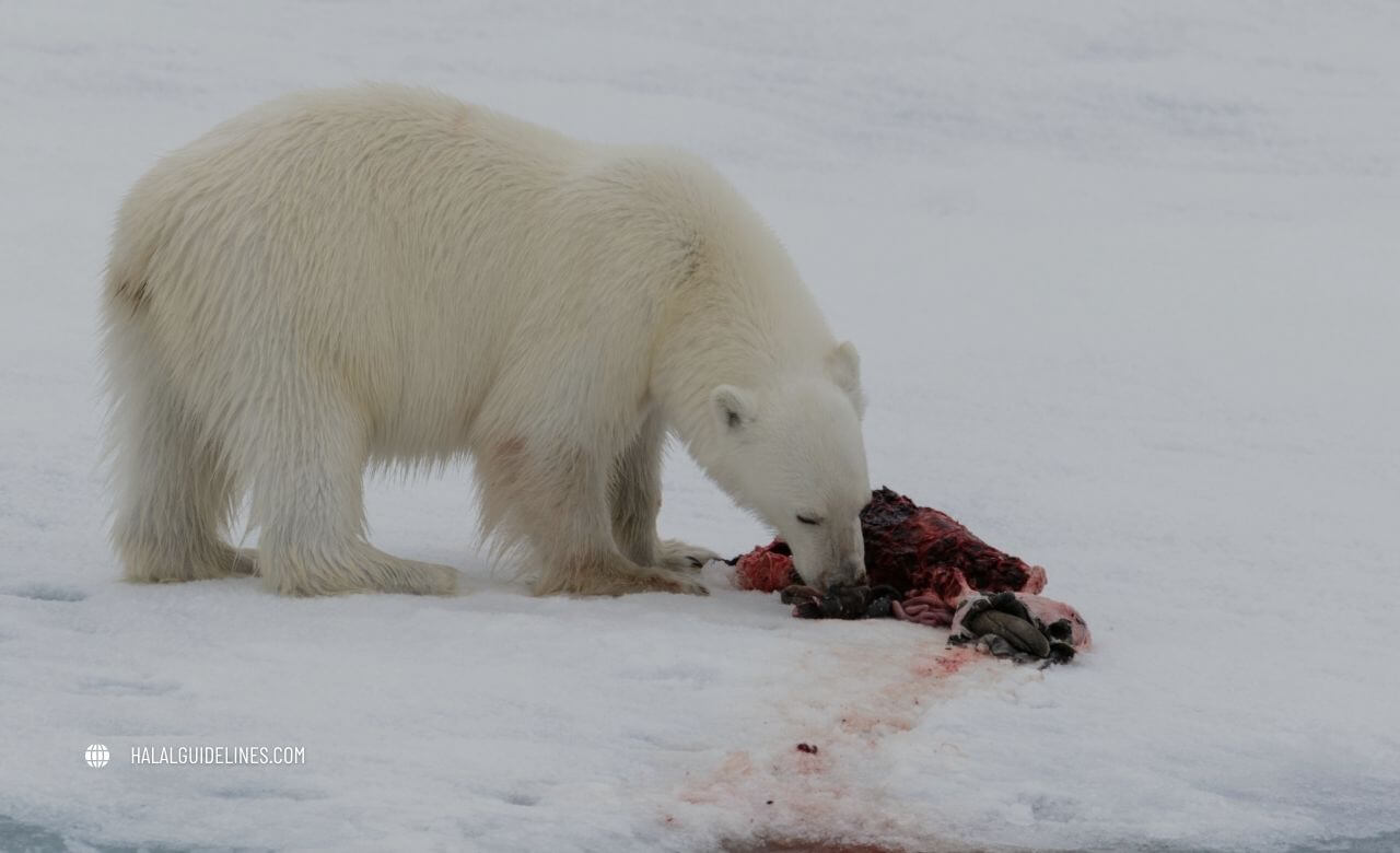 Unclean Diet make bear meat haram