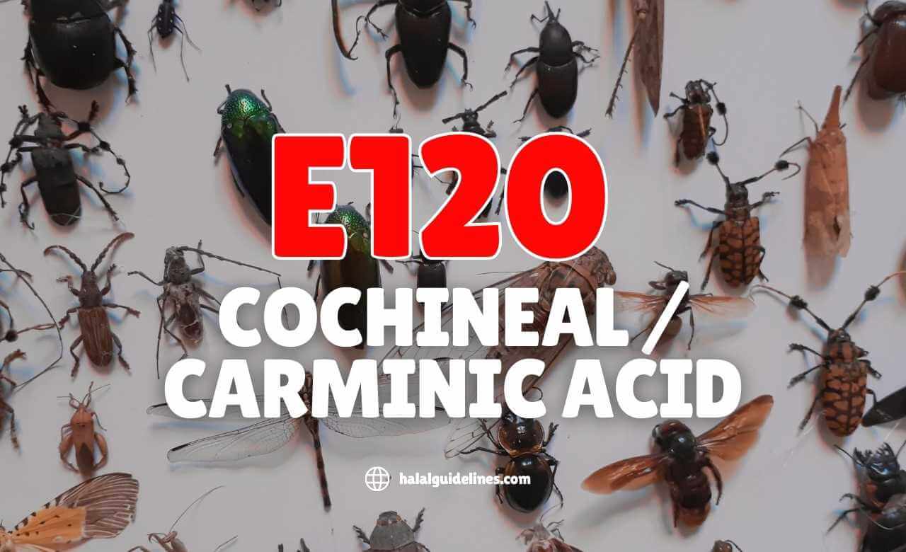 E120 Cochineal, Carminic Acid haram e code