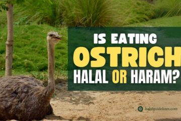 Is Ostrich meat Halal Or Haram to eat