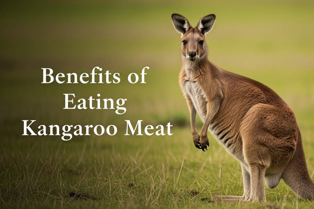 Benefits of Eating Kangaroo Meat