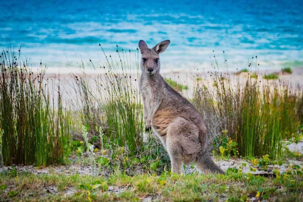 Characteristics That Make Kangaroo Halal