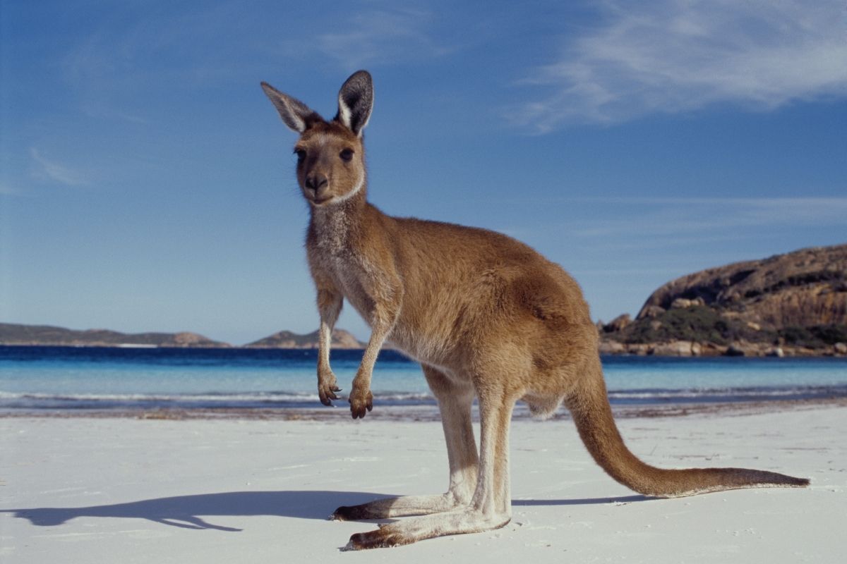 Islamic Reasoning Behind Kangaroo Being Halal