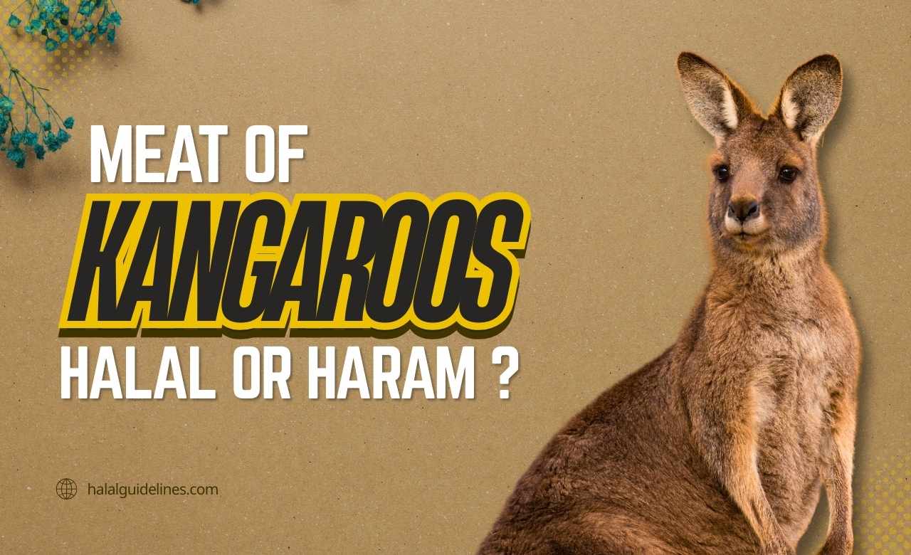 Kangaroo Meat Halal Or Haram According to Islam.jpg