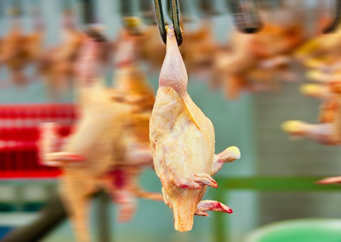 Animals Not Slaughtered in the Name of Allah haram food