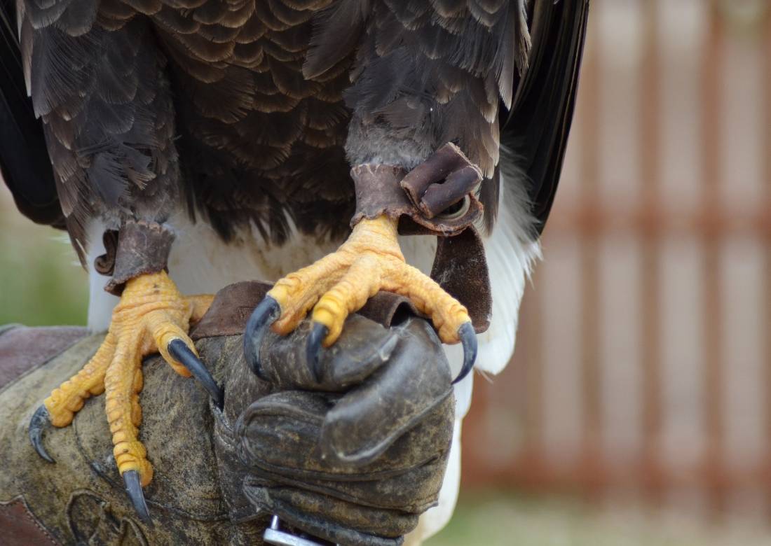 Birds with Talons haram food in islamic law