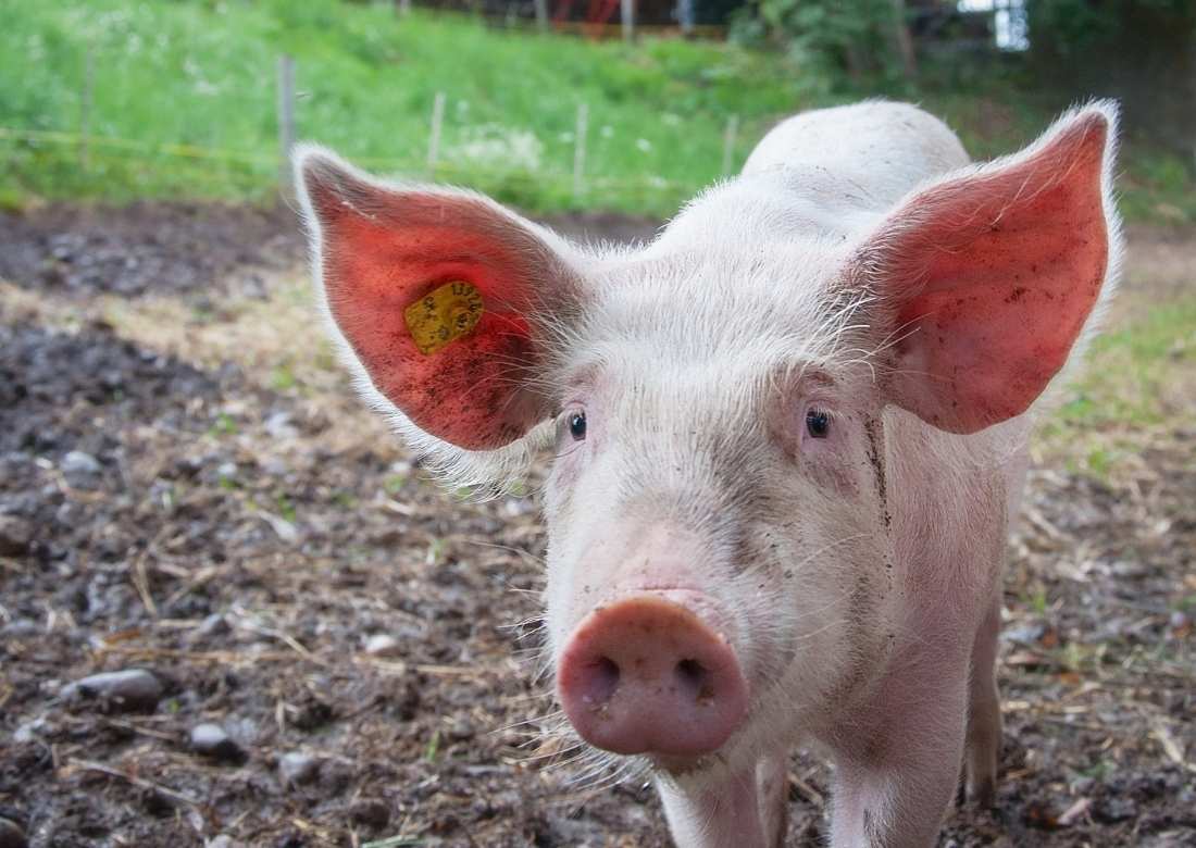 Pork and All Its Derivatives haram food in islam